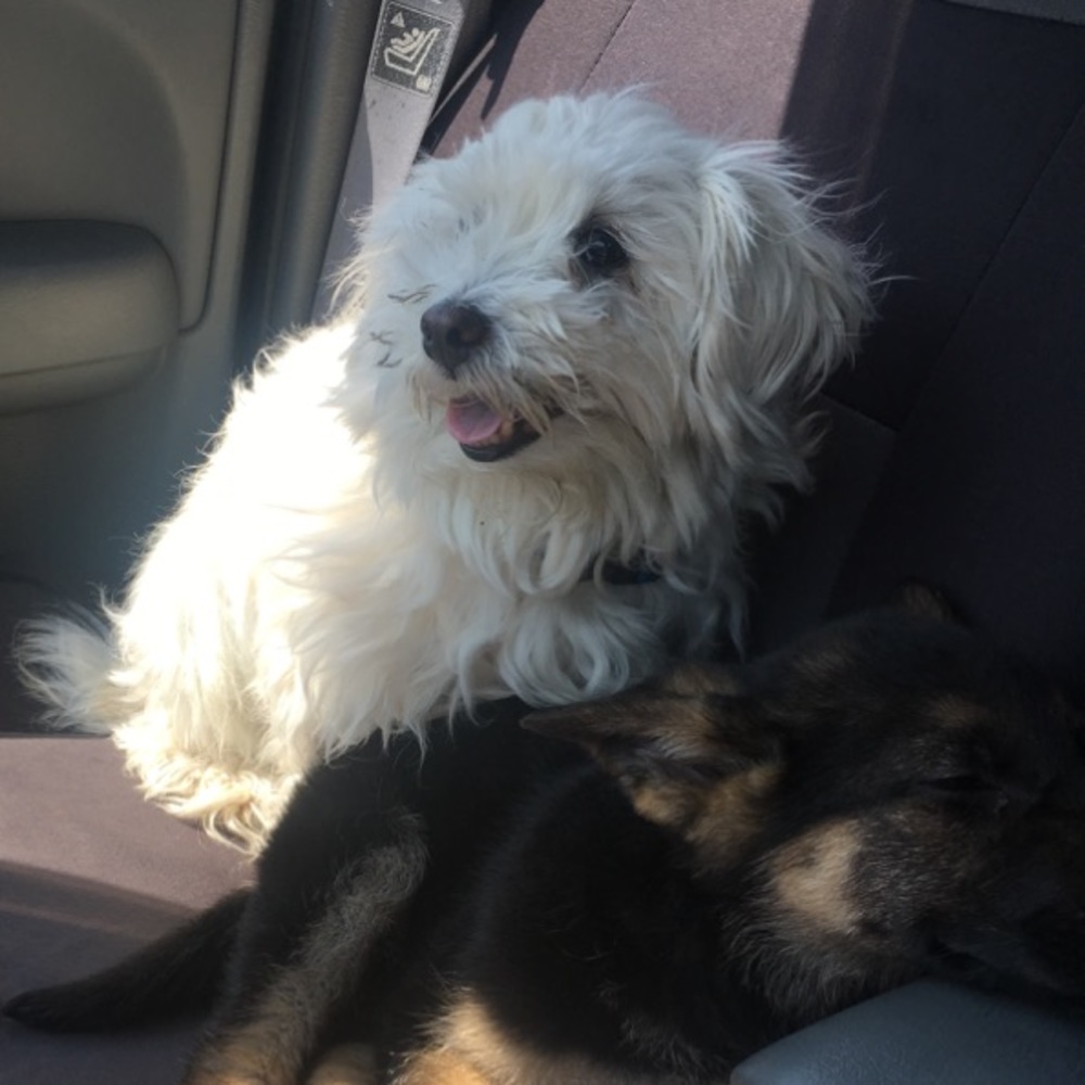 Meet your Posher, Faith